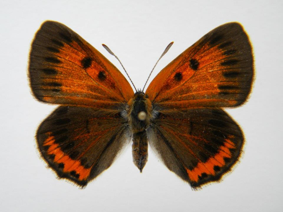 Lycaena dispar abb (Internet Image property of respective owner, non-commercial use only)